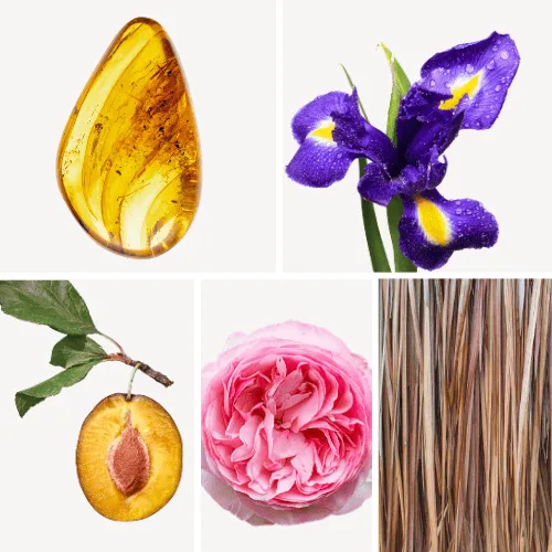 Duftnoten: Amber, Schwertlilie, Pflaume, Rose, Vetiver